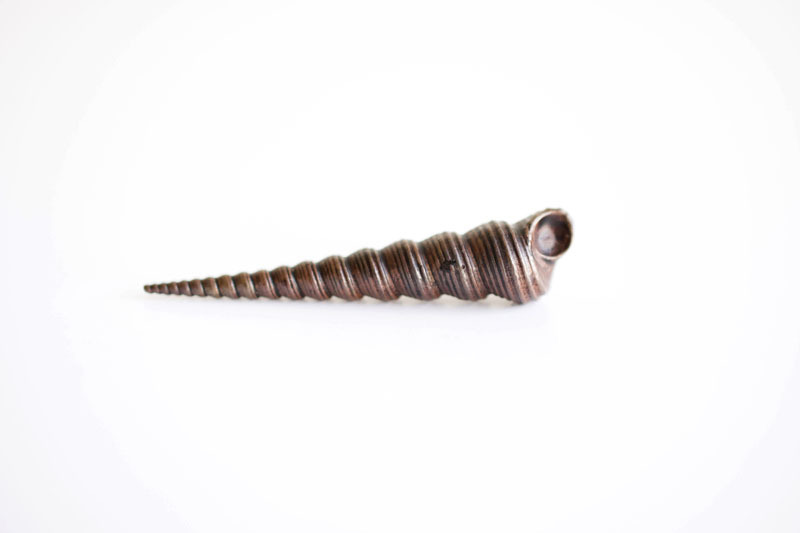 A picture of 'Miniature Bronze Cone Shell'