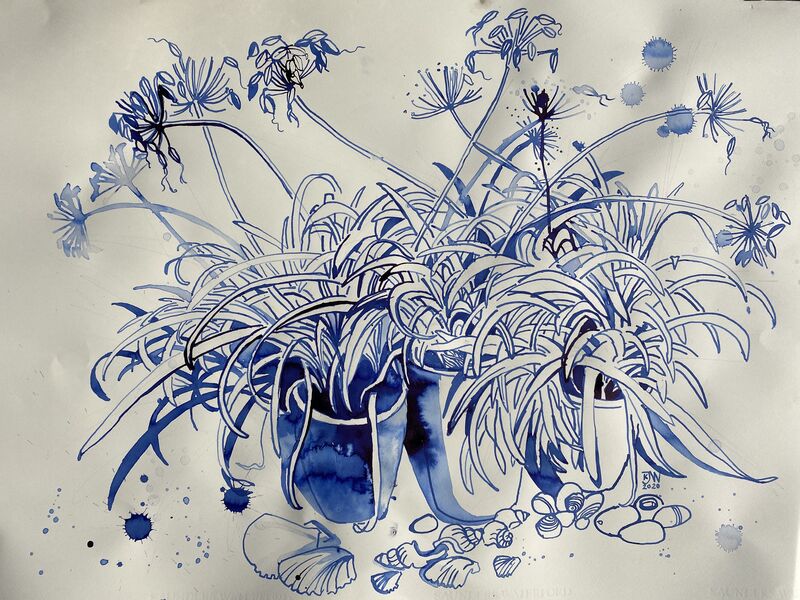 A picture of 'Agapanthus Blues (Summer)'