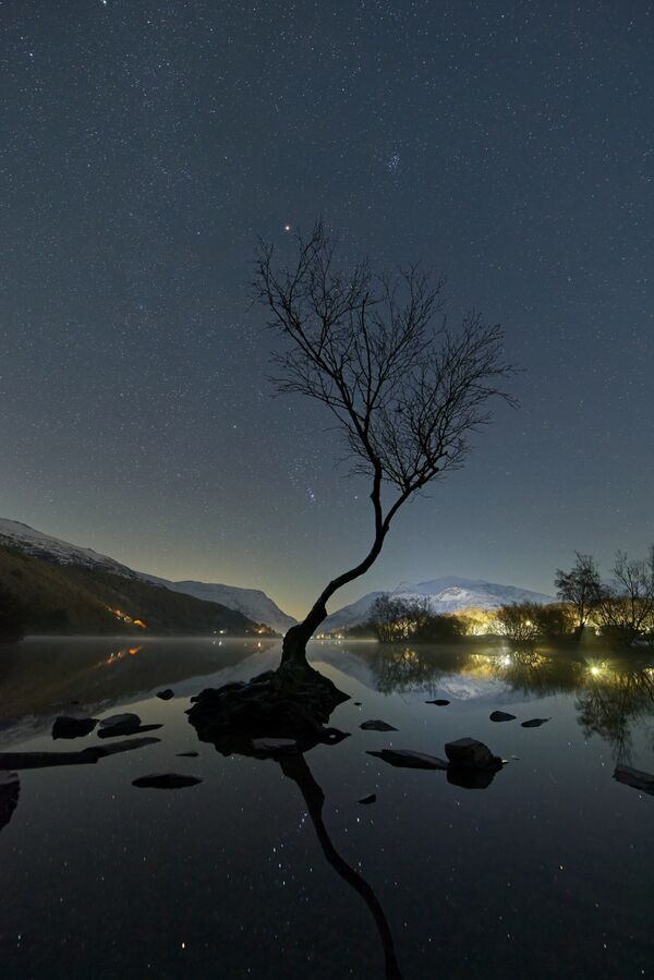 A picture of 'Lonely Tree Night'
