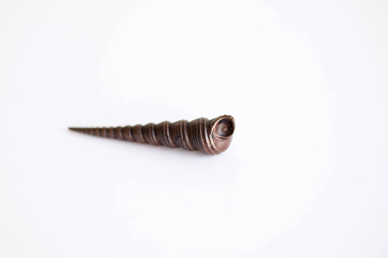 A picture of 'Miniature Bronze Cone Shell''