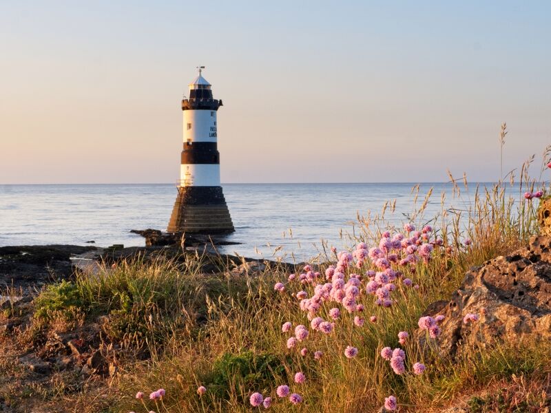 A picture of 'Penmon Flowers''
